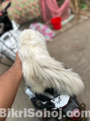 Parsian Cat